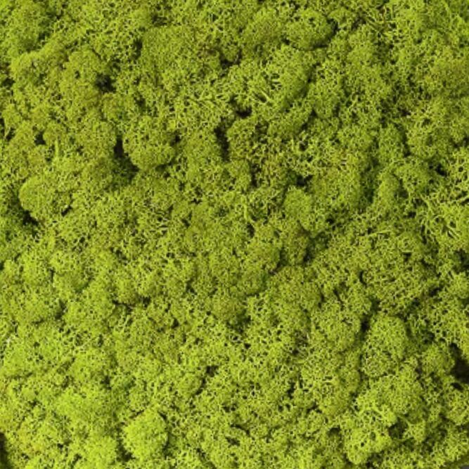 Lichen Vert Pomme