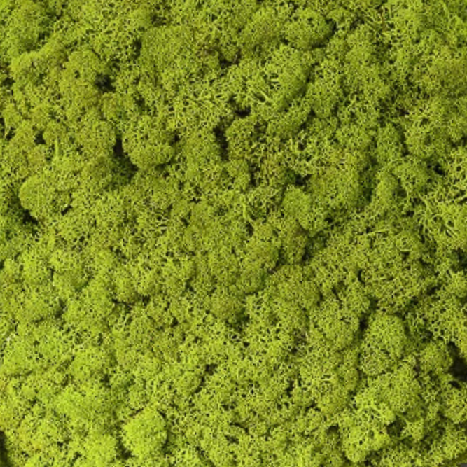 Lichen Vert Pomme
