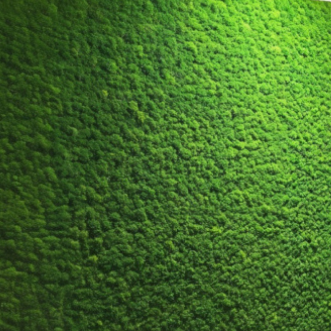 Lichen Vert Forêt