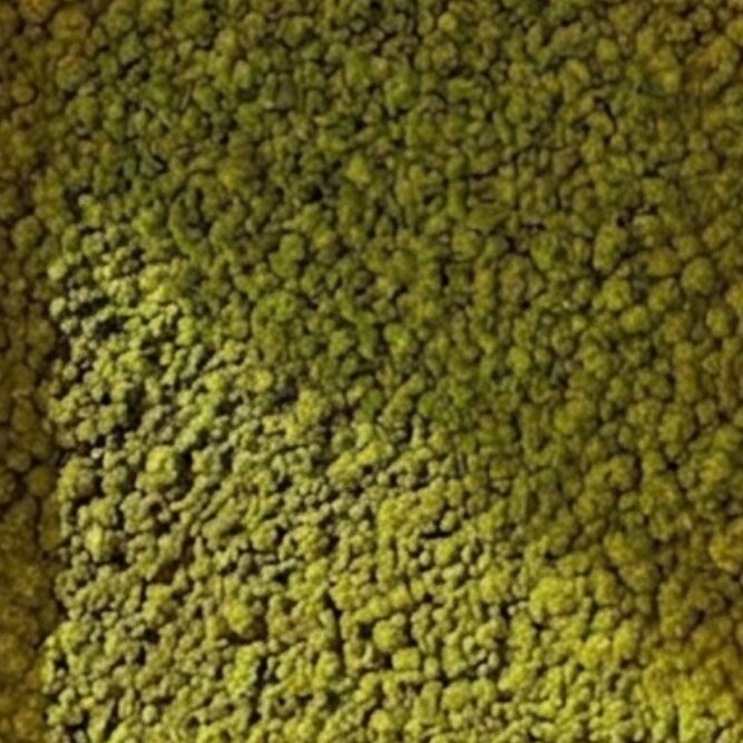 Lichen Vert Pâle
