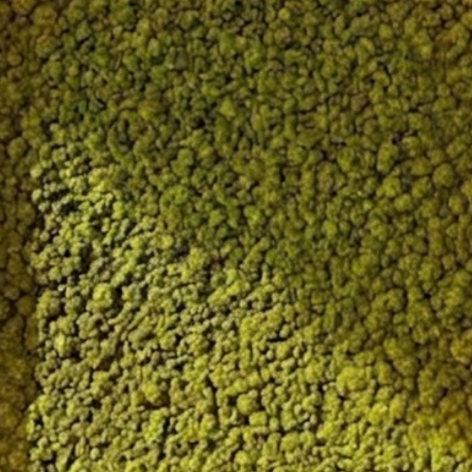 Lichen Vert Pâle