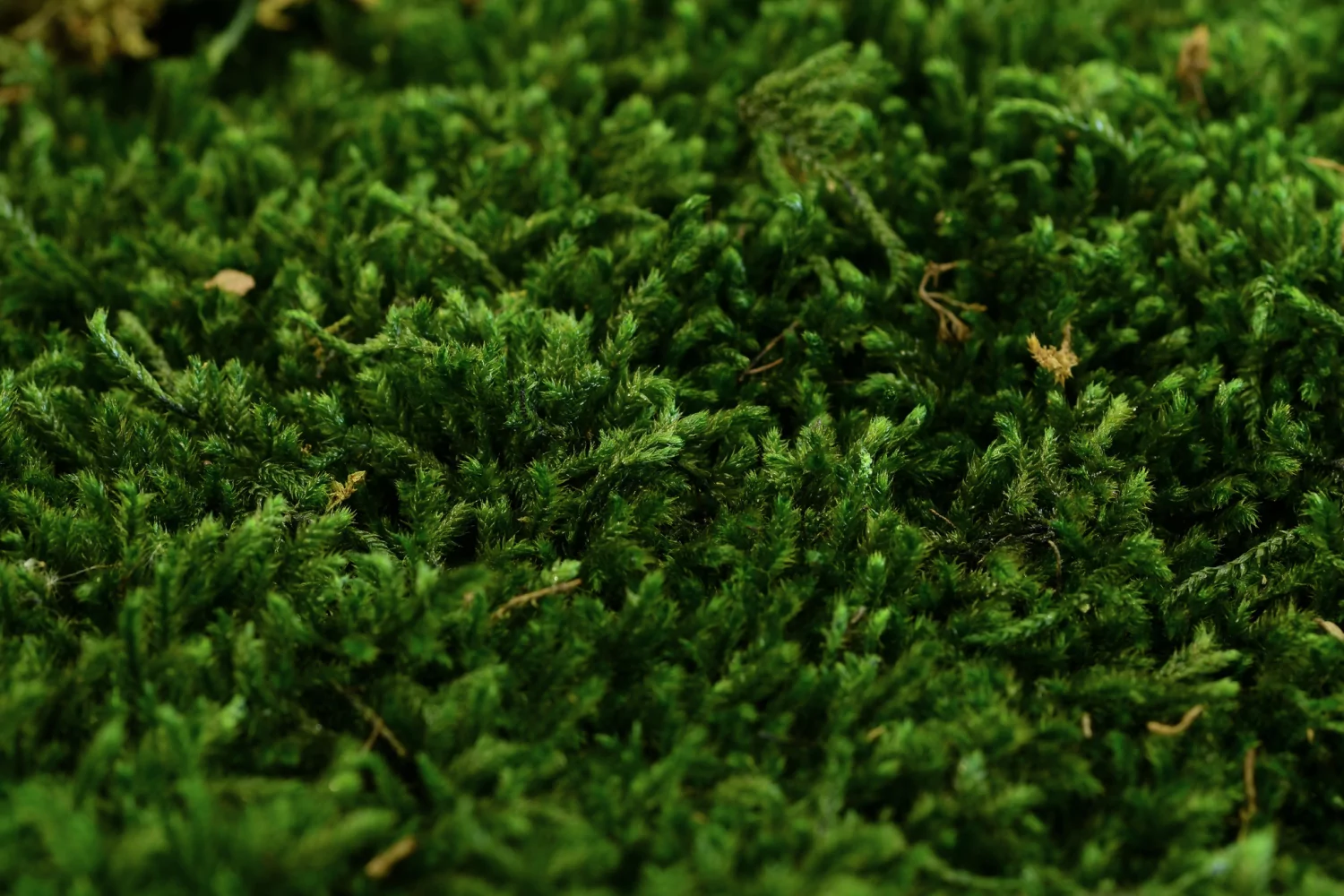 Mousse de Forêt